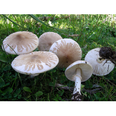 Мицелий Гриба-зонтика белого / Зонтик полевой (Macrolepiota excoriata)